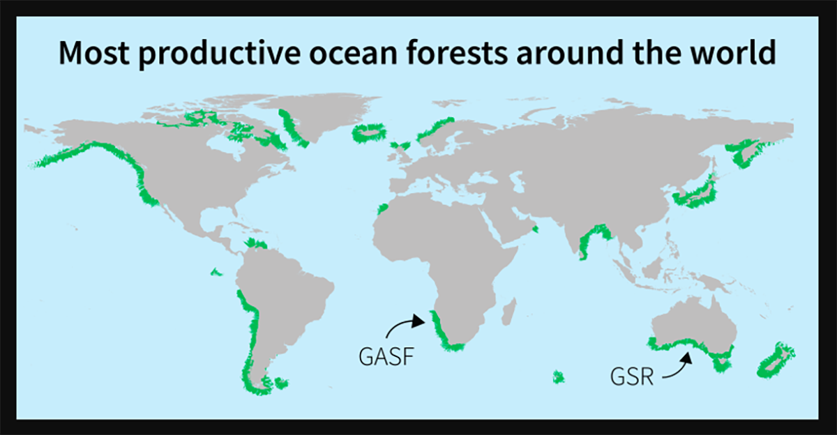 Gambaran hutan laut yang produktif di dunia. Sumber: The Conversation