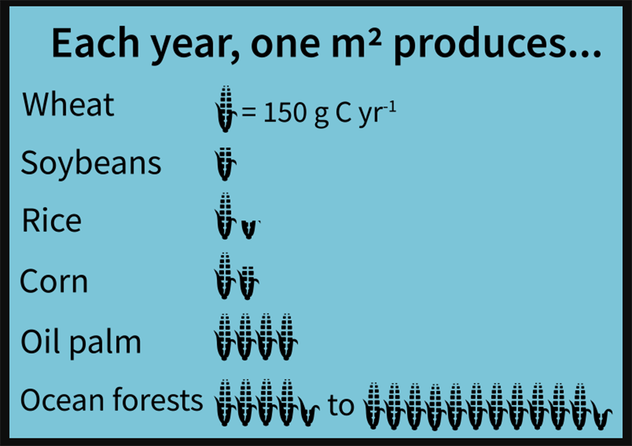 Gambaran produksi biomassa di hutan laut. Sumber: The Conversation