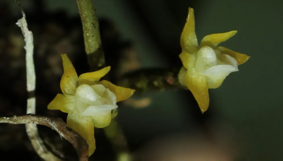 Taeniophyllum apiculatum (bbksda-papuabarat.com)