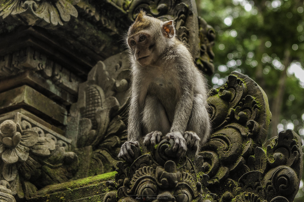 Wisata alam monyet, hijau, dan pepohonan di Sangeh Monkey Forest Bali