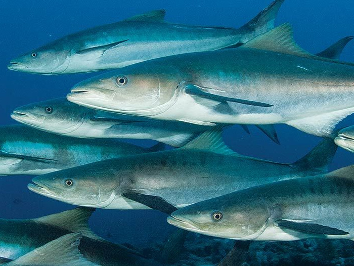Ikan Cobia, ikan asli Indonesia yang menjadi komoditi unggulan budidaya air laut terbaru KKP memiliki gizi yang tinggi