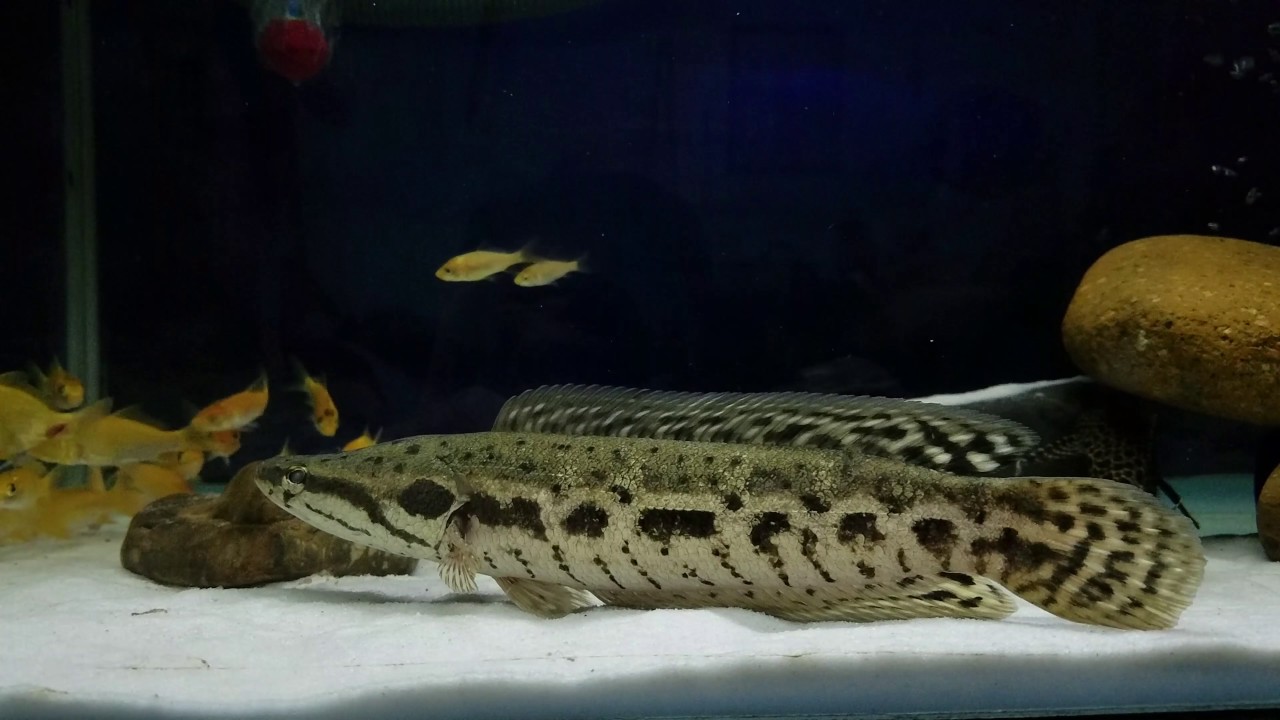 Ikan Toman Channa lucius, Ikan predator indah yang juga umum dikonsumsi asli Indonesia