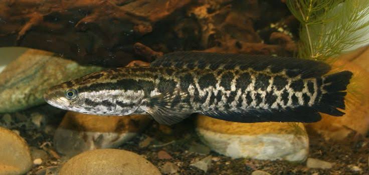 Ikan Toman Channa maculata, Ikan predator indah yang juga umum dikonsumsi asli Indonesia