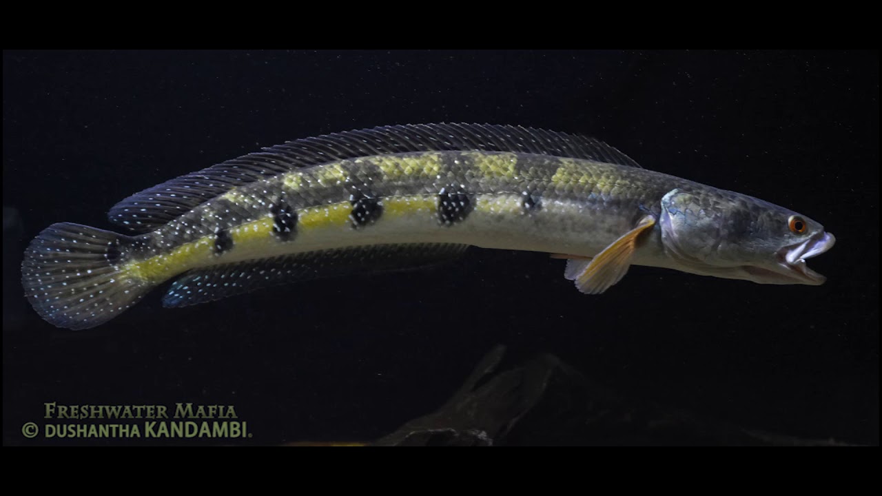 Ikan Toman Channa marulius, Ikan predator indah yang juga umum dikonsumsi asli Indonesia