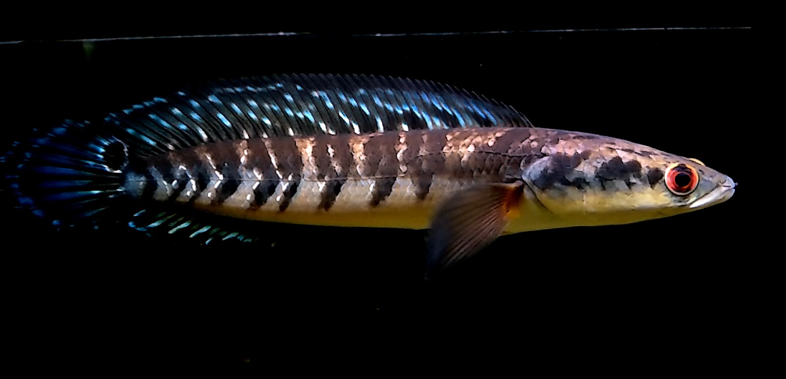 Ikan Toman Channa marulioides, Ikan predator indah yang juga umum dikonsumsi asli Indonesia