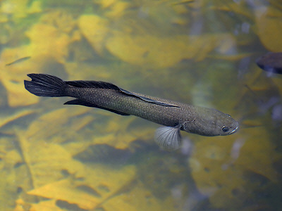 Ikan Toman Channa melasoma, Ikan predator indah yang juga umum dikonsumsi asli Indonesia