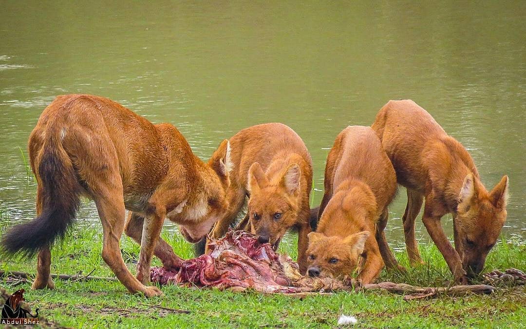 Ajak Anjing Hutan asal Indonesia ini biasanya berburu di wilayah perairan dan statusnya kini terancam punah