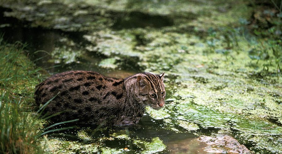 Kucing Bakau, kucing hutan langka asal Indonesia yang bisa berenang dan hidup di daerah pesisir hutan mangrove dan pantai