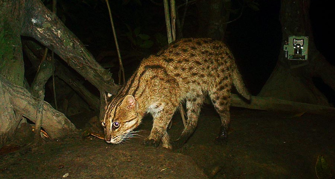 Kucing Bakau, kucing hutan langka asal Indonesia memiliki kemampuan menangkap ikan dan dilengkapi selaput pada kakinya 