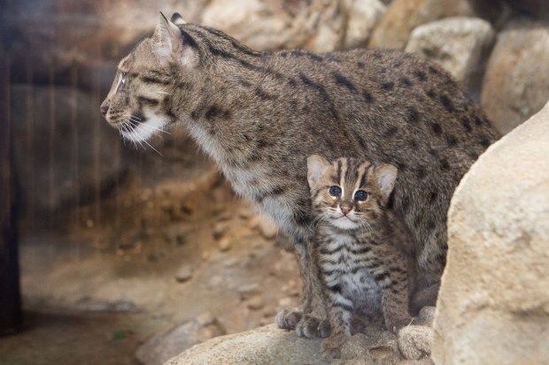 Kucing Bakau, kucing hutan langka asal Indonesia dapat memiliki 2-3 anak dalam sekali melahirkan