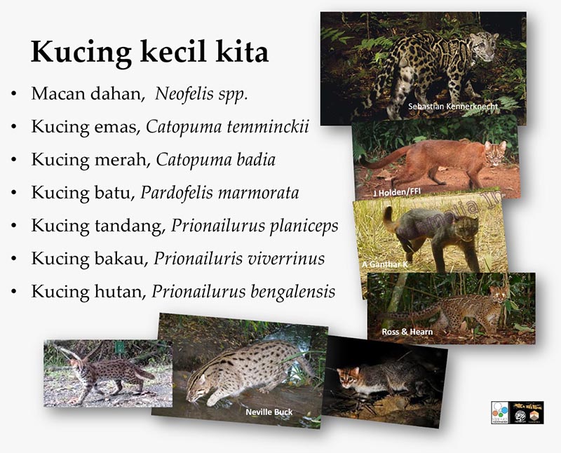 Kucing Bakau, 1 dari 7 kucing hutan langka asal Indonesia yang dilindungi