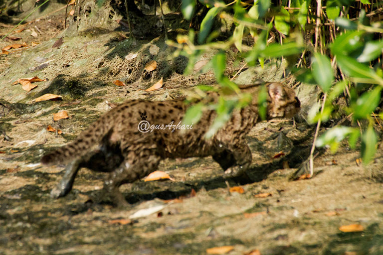 Kucing Bakau, kucing hutan langka asal Indonesia yang bisa berenang dan hidup di daerah pesisir ditangkap kamera di Hutan Mangrove Wonorejo