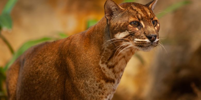 Kucing Emas, Kucing hutan predator asal Indonesia yang dilindungi dan statusnya telah langka