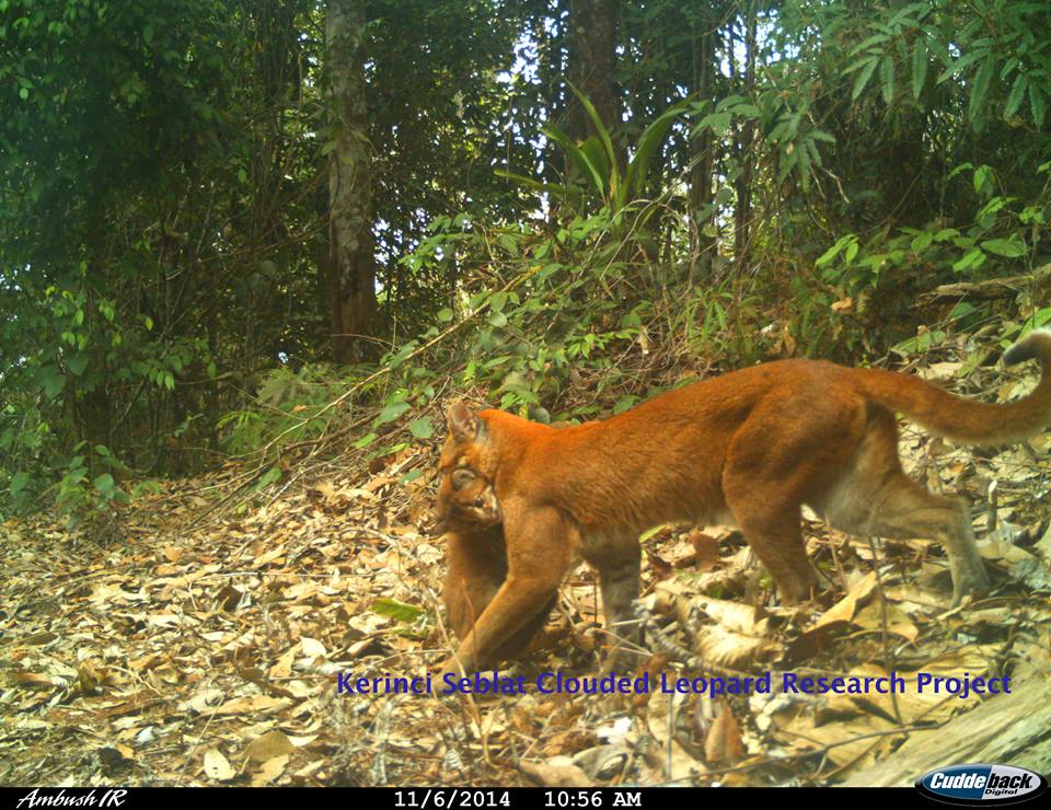 Kucing Emas, Kucing hutan predator asal Indonesia yang dilindungi dan statusnya telah langka terlihat di Gunung Kerinci