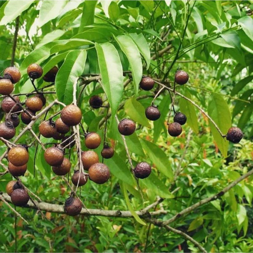 Pohon Lerak, detergen alami dari Indonesia