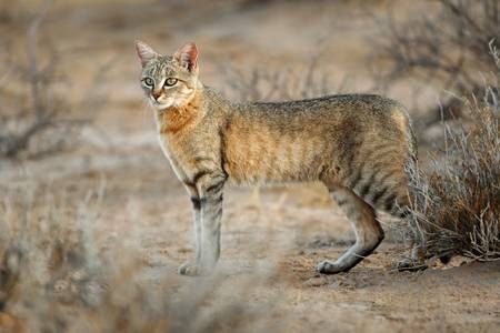 Felis lybica. kucing liar afrika yang menjadi nenek moyang kucing domestik | 123RF (Pinterest)