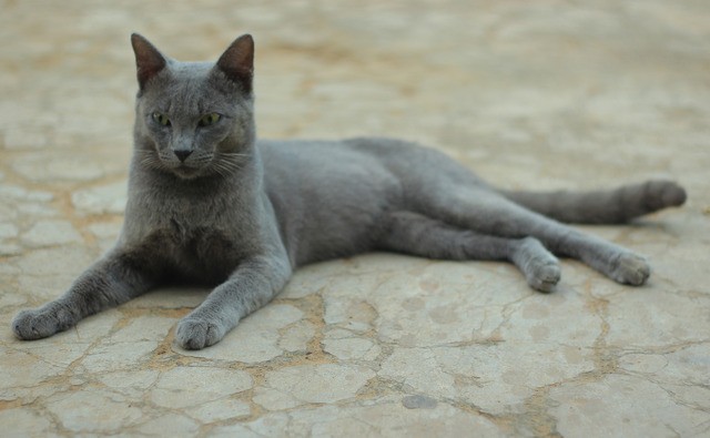 Kucing Busok menjadi salah satu jenis kucing asli Indonesia yang lucu dan menggemaskan