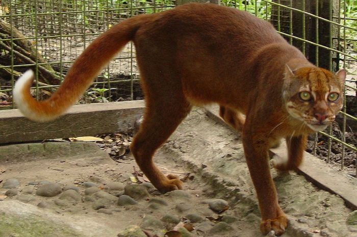 Kucing Merah Kalimantan menjadi salah satu jenis kucing asli Indonesia yang lucu dan menggemaskan