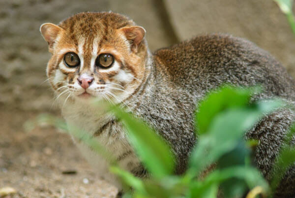 Kucing Kepala Datar menjadi salah satu jenis kucing asli Indonesia yang lucu dan menggemaskan
