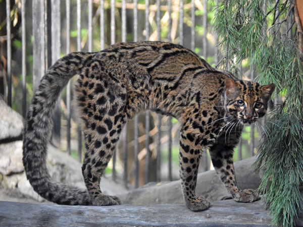 Kucing Batu, kucing hutan asli Indonesia yang mendiami hutan Kalimantan mirip dengan macan dahan pada corak pola bulunya