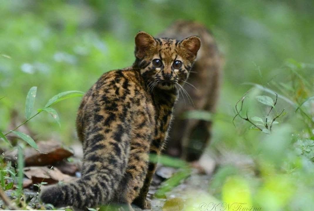 Anak Kucing Batu dan induknya, kucing hutan asli Indonesia yang mendiami hutan Kalimantan