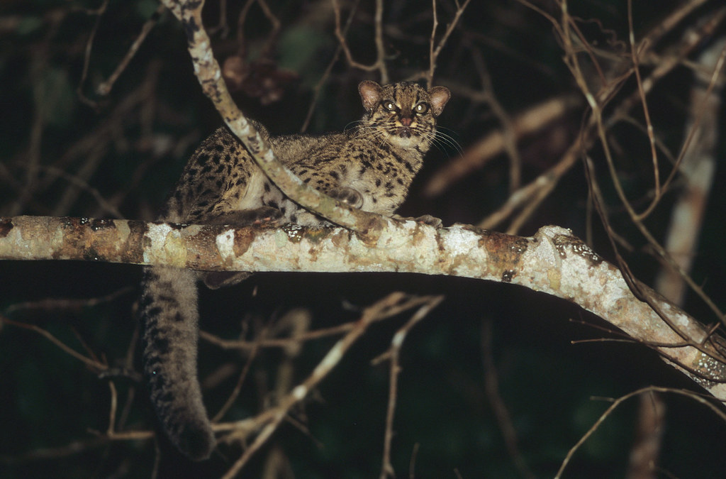 Kucing Batu, kucing hutan asli Indonesia yang mendiami hutan Kalimantan ini dikenal pandai memanjat pohon