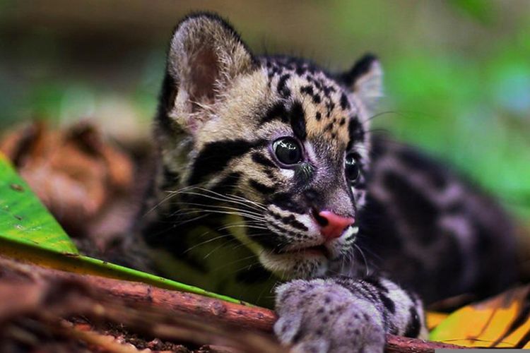 Anak Macan Dahan, kucing hutan bercorak indah asli Indonesia