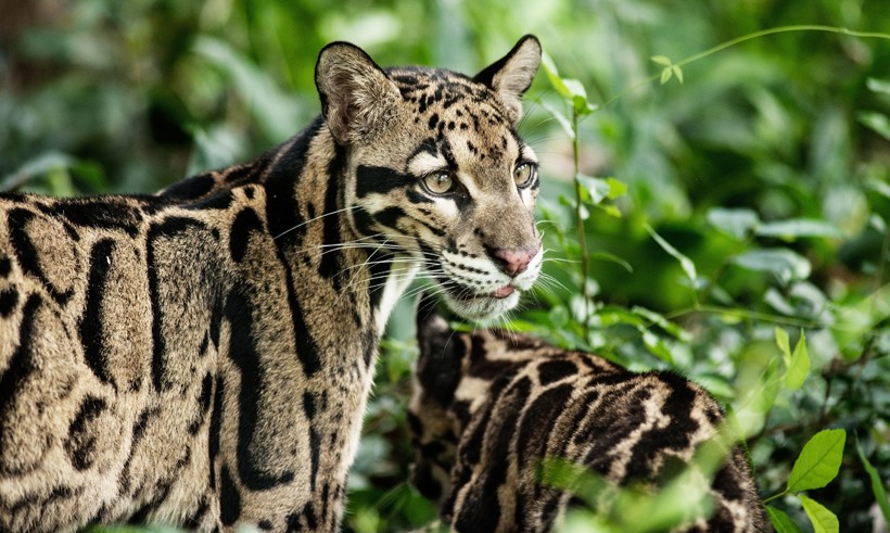 Macan Dahan Berpasangan, kucing hutan bercorak indah asli Indonesia