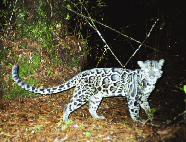 Macan Dahan makhluk yang misterius, kucing hutan bercorak indah asli Indonesia