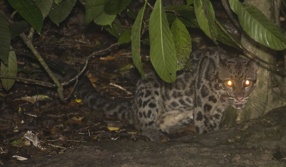 Macan Dahan, kucing hutan bercorak indah asli Indonesia menghuni pepohonan
