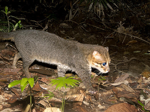 Kucing Tandang (Prionailurus planiceps), kucing kecil yang mendiami hutan hujan tropis Sumatra dan Kalimantan Indonesia