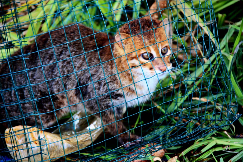 Kucing Tandang (Prionailurus planiceps), kucing terkecil di Indonesia yang mendiami hutan hujan tropis Sumatra dan Kalimantan Indonesia diburu pemburu