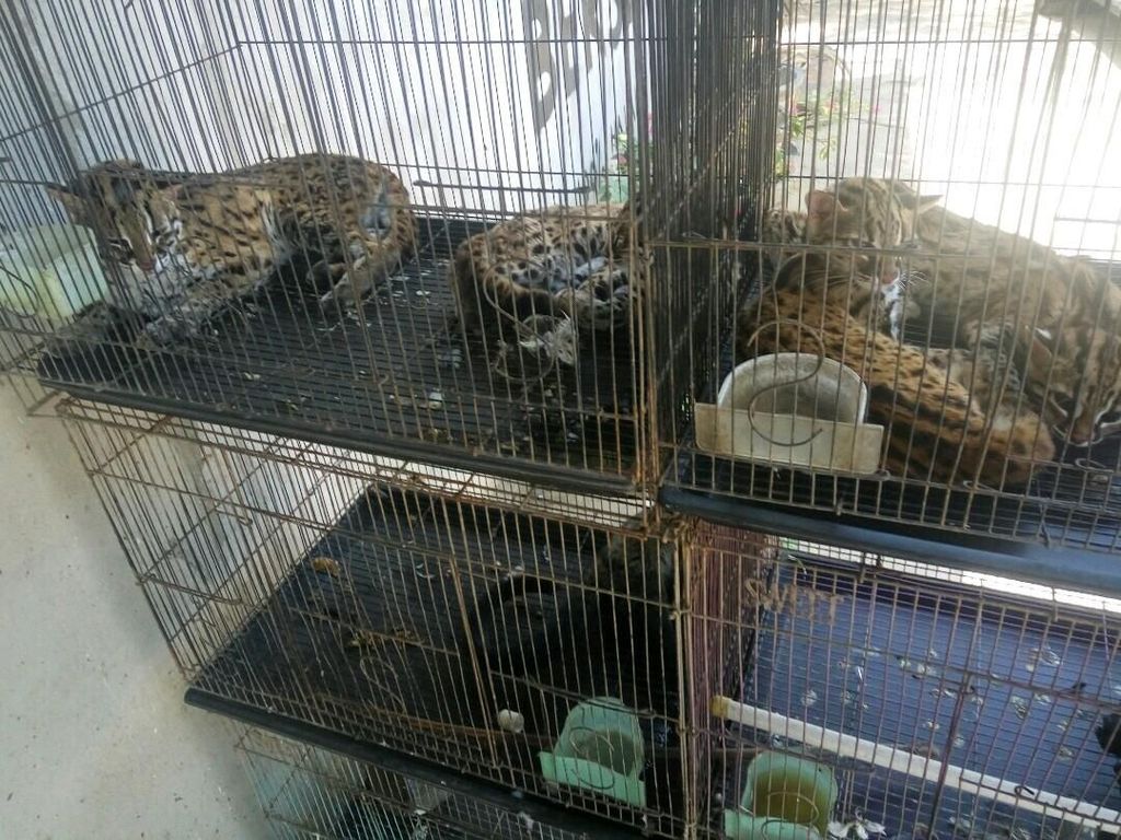 Kucing Tandang (Prionailurus planiceps), kucing terkecil di Indonesia yang mendiami hutan hujan tropis Sumatra dan Kalimantan Indonesia dilindungi pemerintah