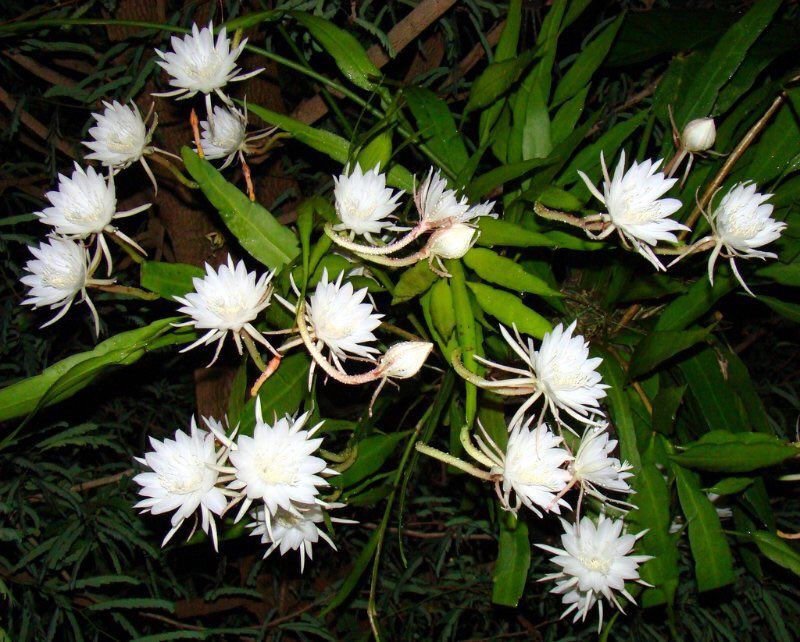 Bunga Wijayakusuma, Bunga yang mekar pada malam hari salah satu hewan dan tumbuhan yang aktif saat Gerhana Bulan Total atau nokturnal di indonesia