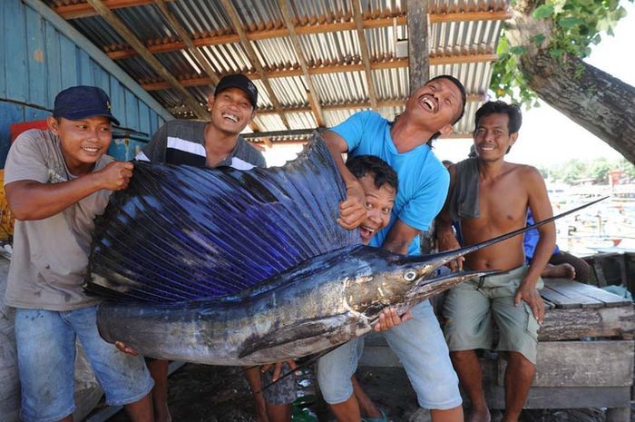 Ikan Marlin, ikan tercepat dunia yang memiliki moncong tombak dan berasal dari Indonesia menjadi target favorit pemancing