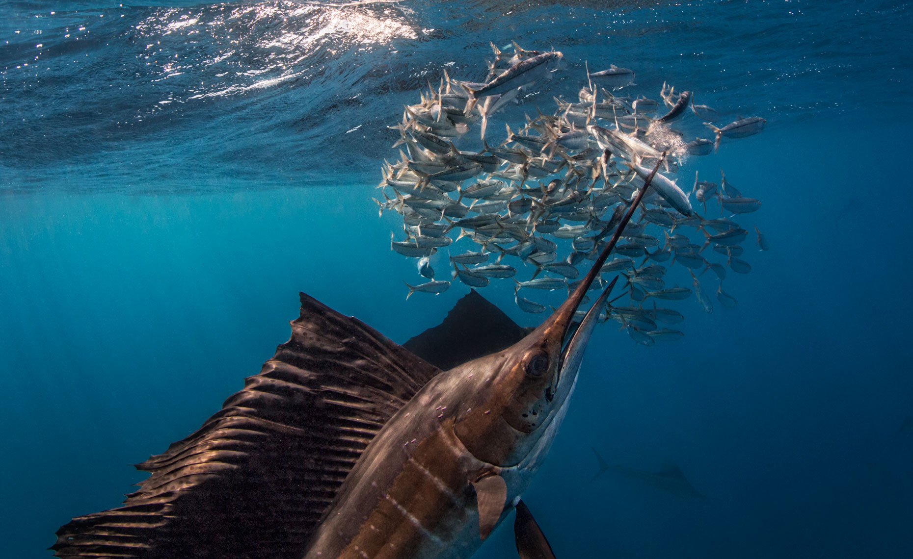 Ikan Marlin, ikan tercepat dunia yang memiliki moncong tombak dan berasal dari Indonesia adalah predator aktif