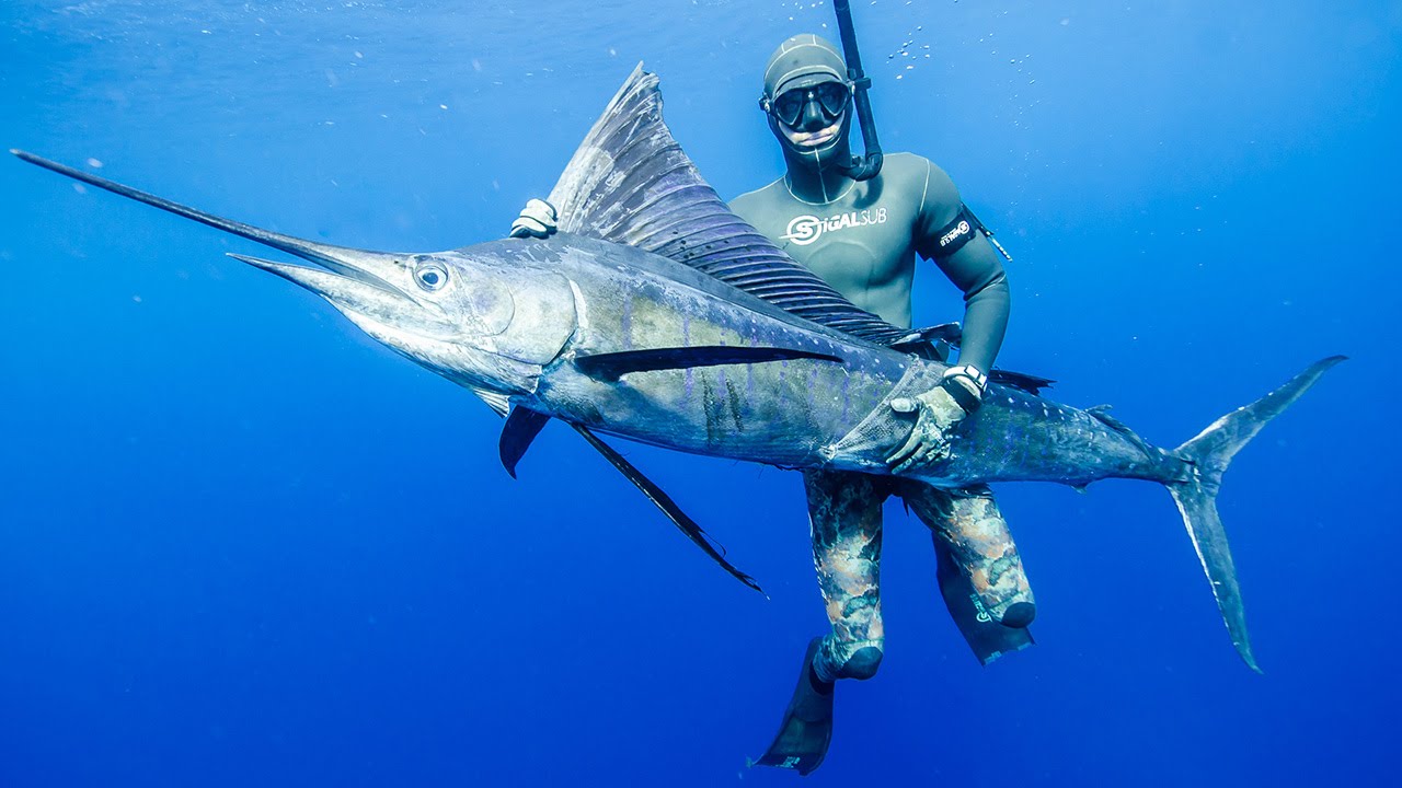 Ikan Marlin, ikan tercepat dunia yang memiliki moncong tombak dan berasal dari Indonesia dengan tubuh unik 