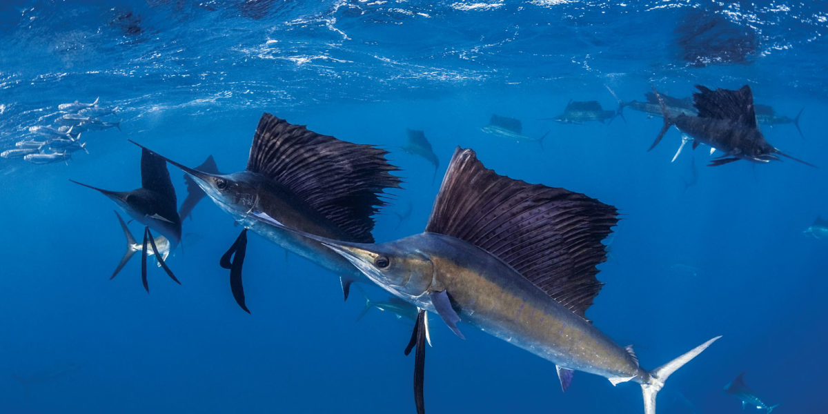 Ikan Marlin, ikan tercepat dunia yang memiliki moncong tombak dan berasal dari Indonesia bermigrasi dan berkelompok