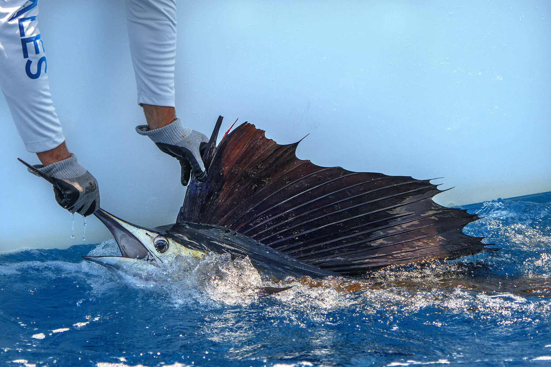 Ikan Marlin, ikan tercepat dunia yang memiliki moncong tombak dan berasal dari Indonesia bukan ikan langka dan dilindungi