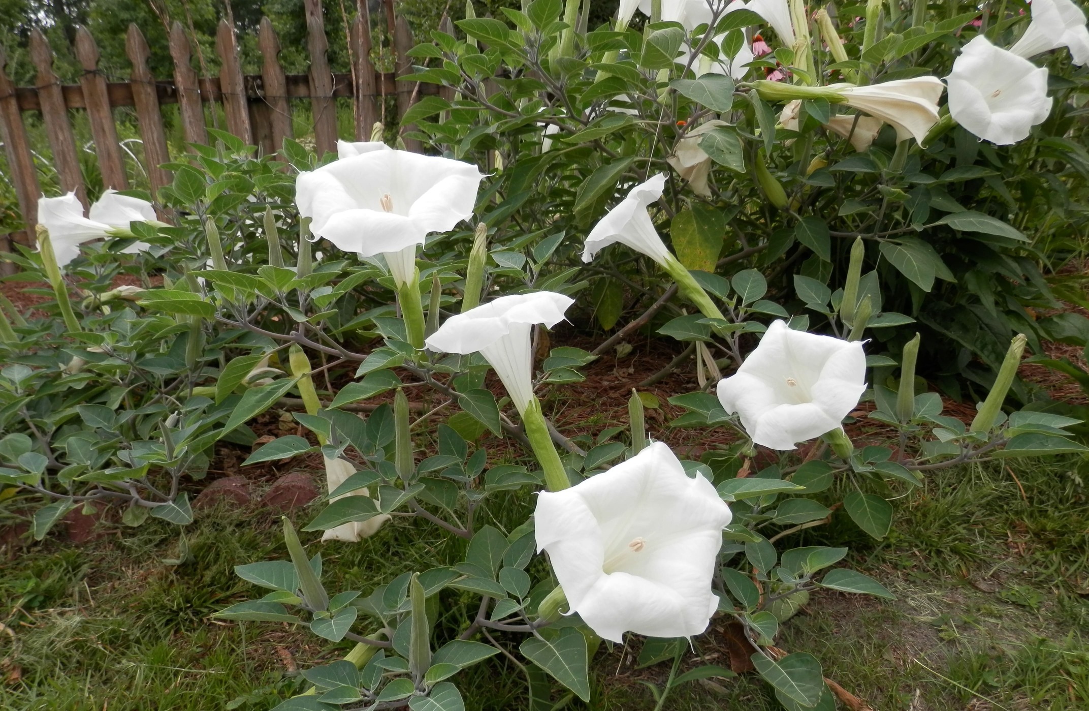 Tumbuhan Kecubung, tumbuhan berbunga putih terompet cantik memiliki efek racun tertinggi 