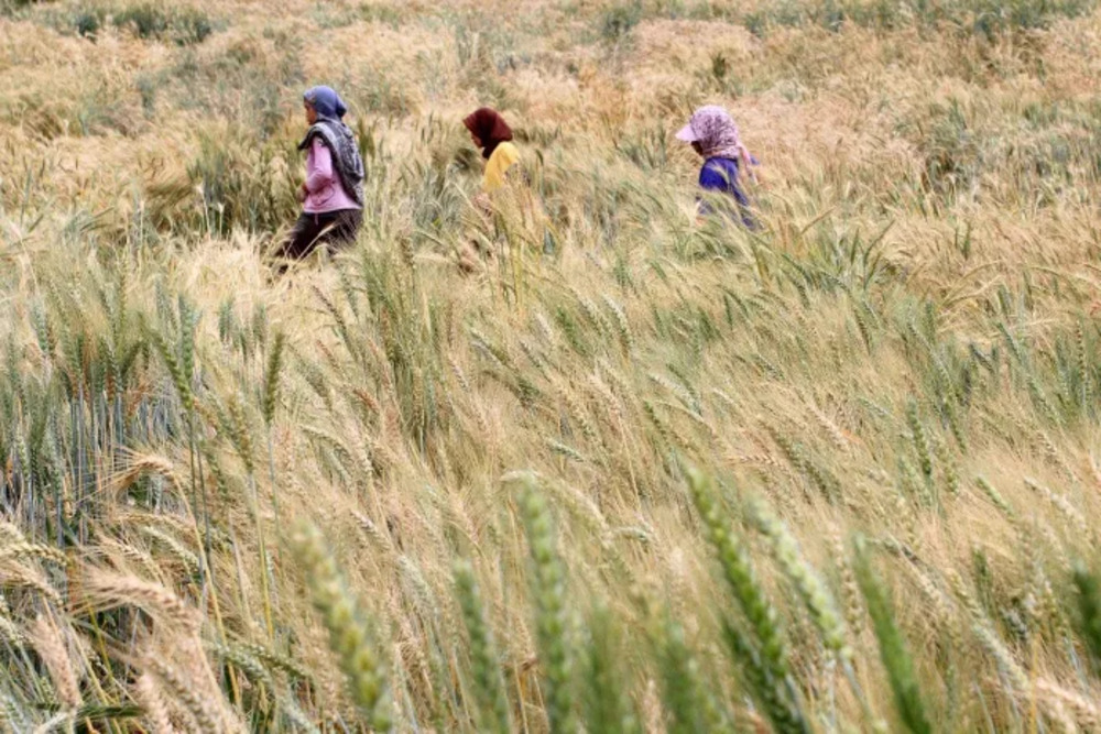 Ladang gandum di Bromo | Terakota.id/Aris Hidayaton