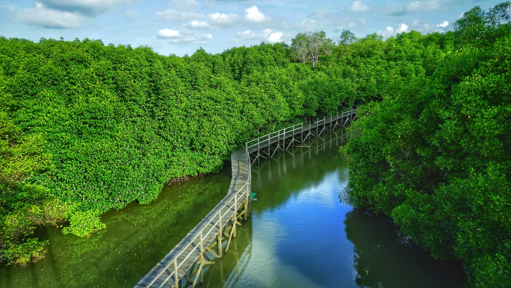 Hutan mangrove di Bali | TiesFurler/Shutterstock