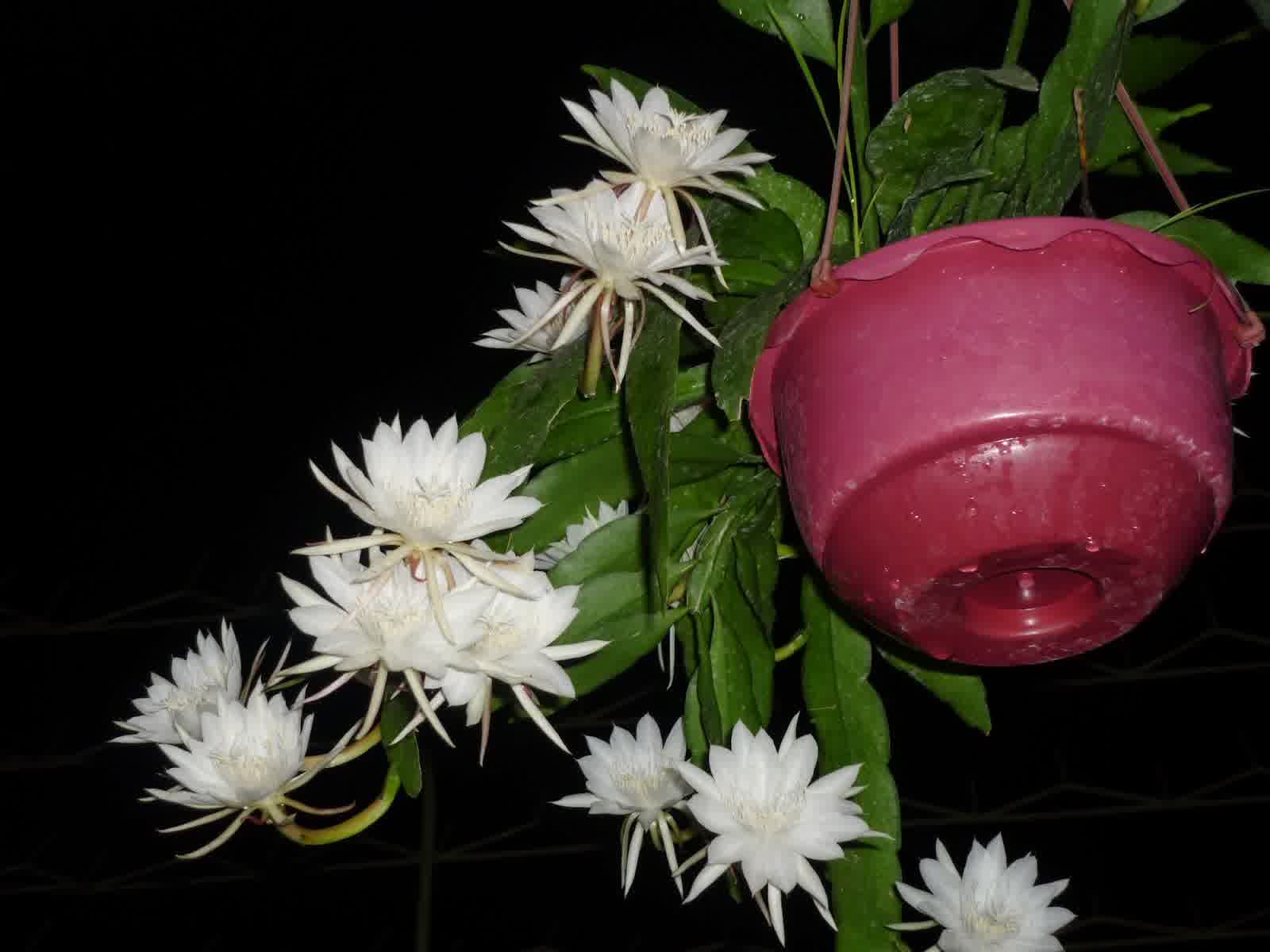 Bunga Wijaya Kusuma (Epiphyllum Oxypetalum), Bunga yang memiliki banyak mitos karena kebiasaan uniknya yang mekar di malam hari