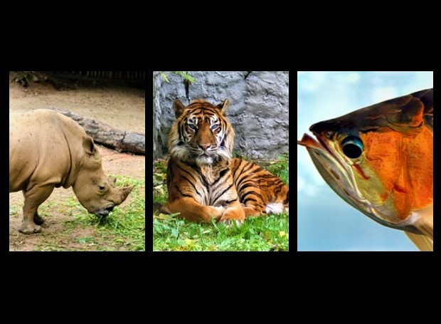 fauna asiatis, pengertian, ciri, contoh