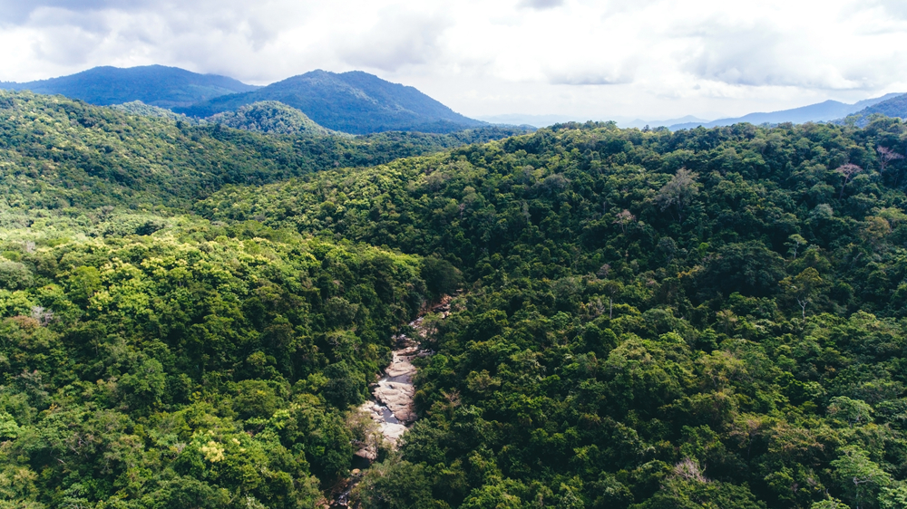 Hutan hujan tropis di Indonesia | Harry Hermanan/Shutterstock