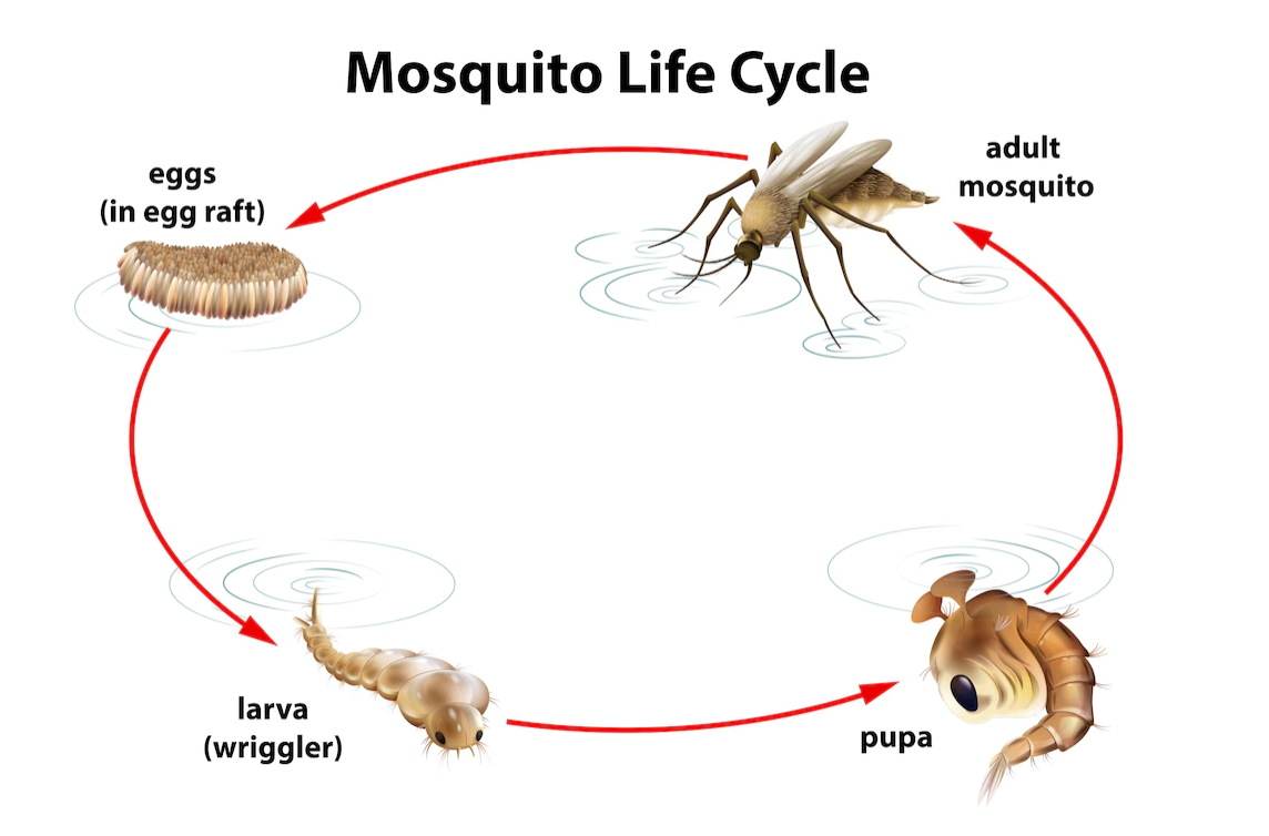 contoh metamorfosis sempurna nyamuk