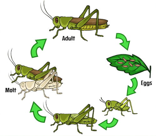 contoh metamorfosis tidak sempurna belalang