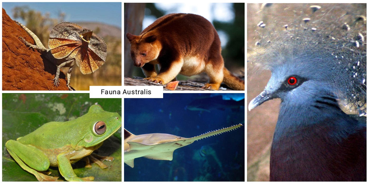 fauna australis, pengertian, contoh, ciri-ciri