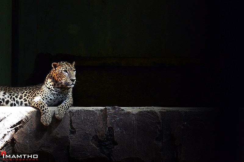 contoh fauna asiatis macan tutul