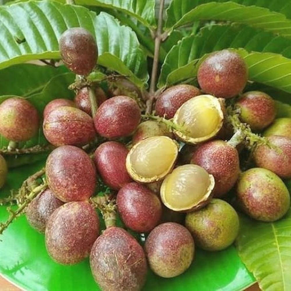 Buah Matoa, tumbuhan berbuah bulat lonjong manis kemerahan asal Papua dengan batang pohonnya yang tinggi